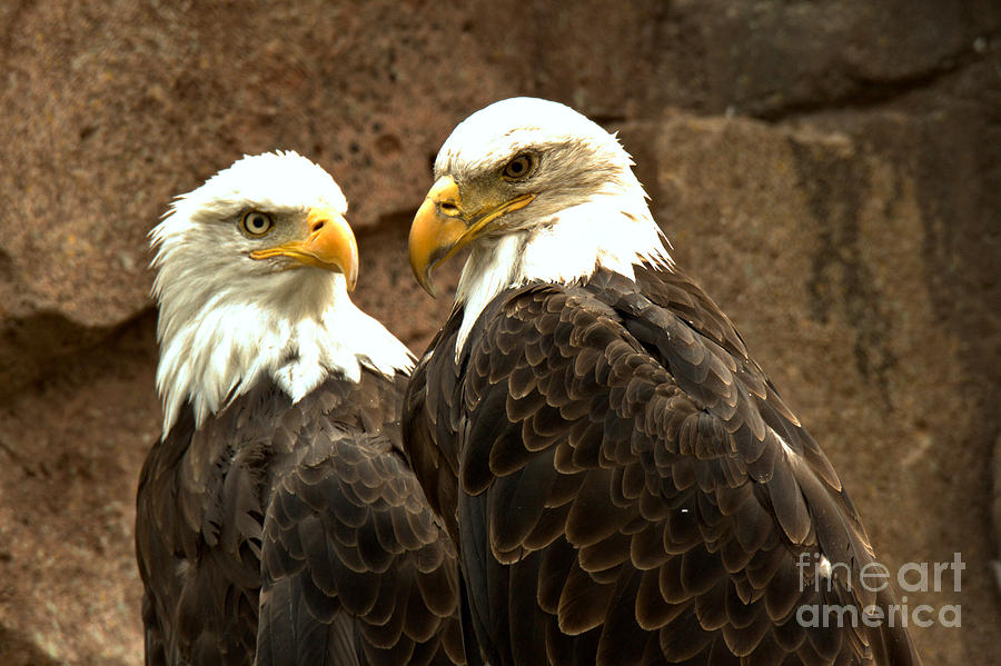 Bald Eagle Pair Photograph by Adam Jewell