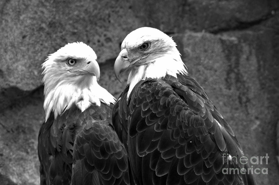 Bald Eagle Pair Black And White Photograph by Adam Jewell