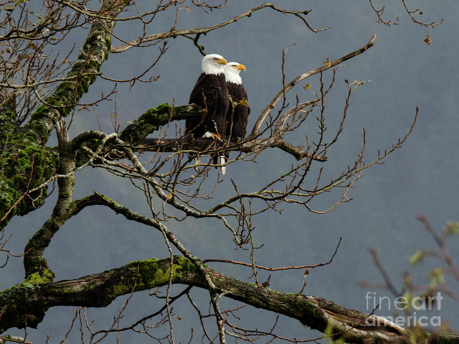 Bald Eagle Photograph - Bald Eagle Pair by Bob Christopher