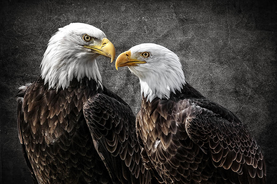 Bald Eagle Pair Photograph by Wes and Dotty Weber