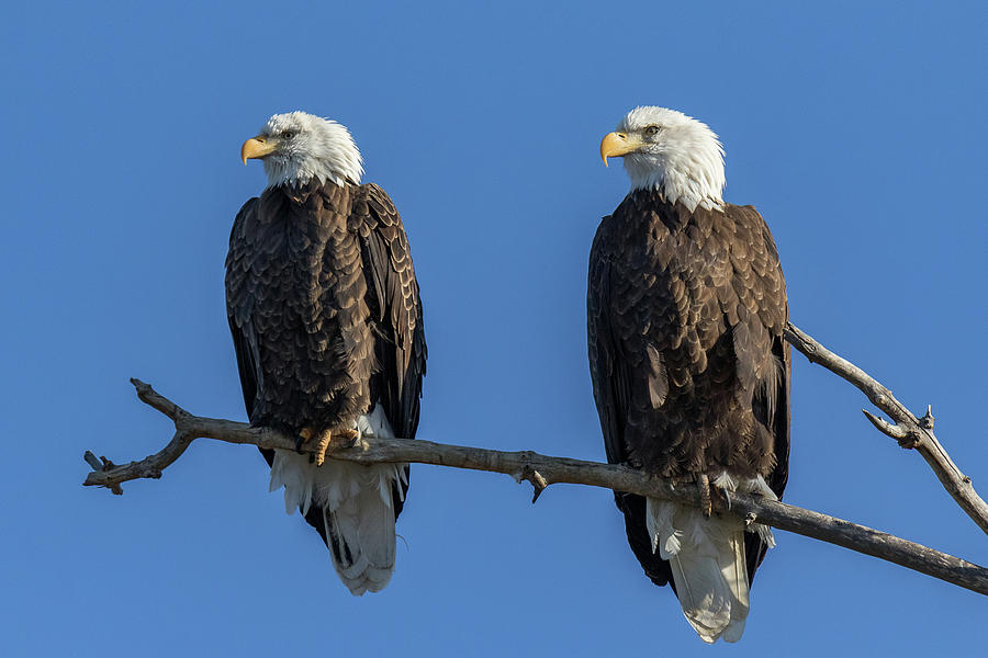Bald Eagle Pair Looks Onward Photograph By Tony Hake 9131