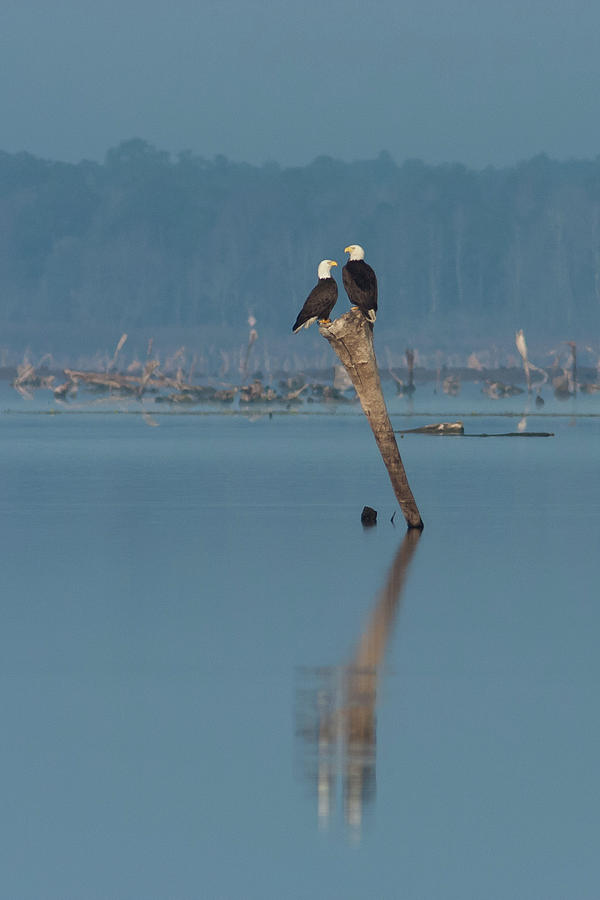 Eagle Photograph - Bald Eagle Pair by Paul Rebmann