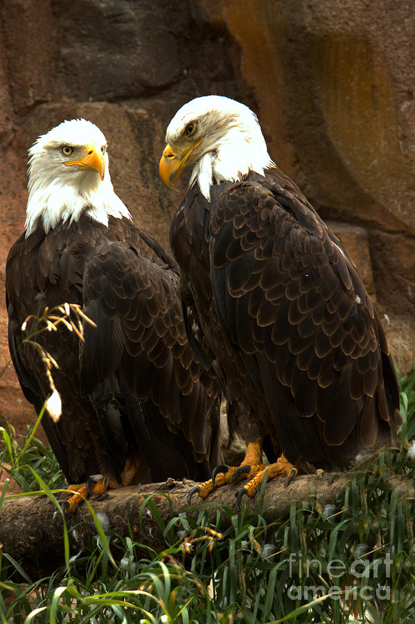 Bald Eagle Pair Portrait Photograph by Adam Jewell