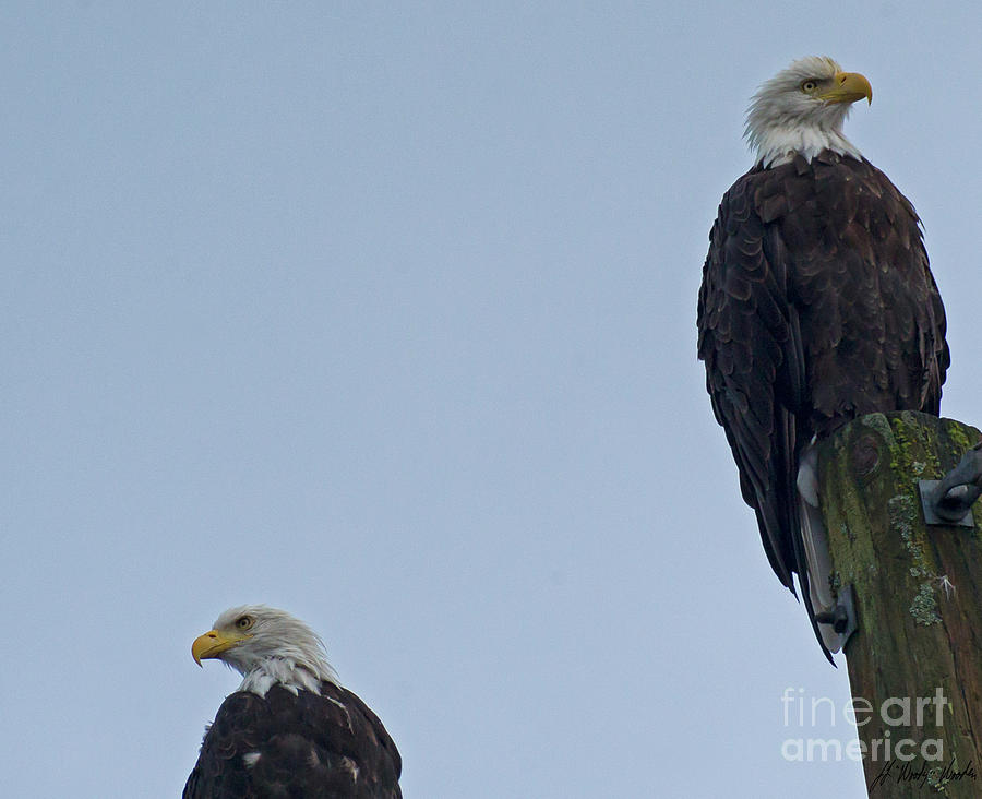 Bald Eagle Pair-Signed-#1786 Photograph by J L Woody Wooden