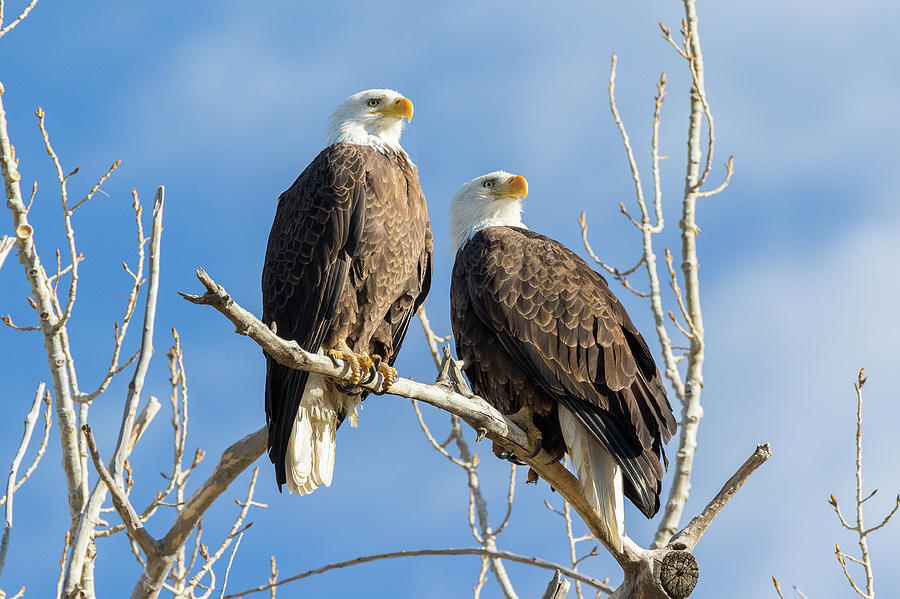 Bald Eagle Pair Surveys Their Domain Photograph by Tony Hake