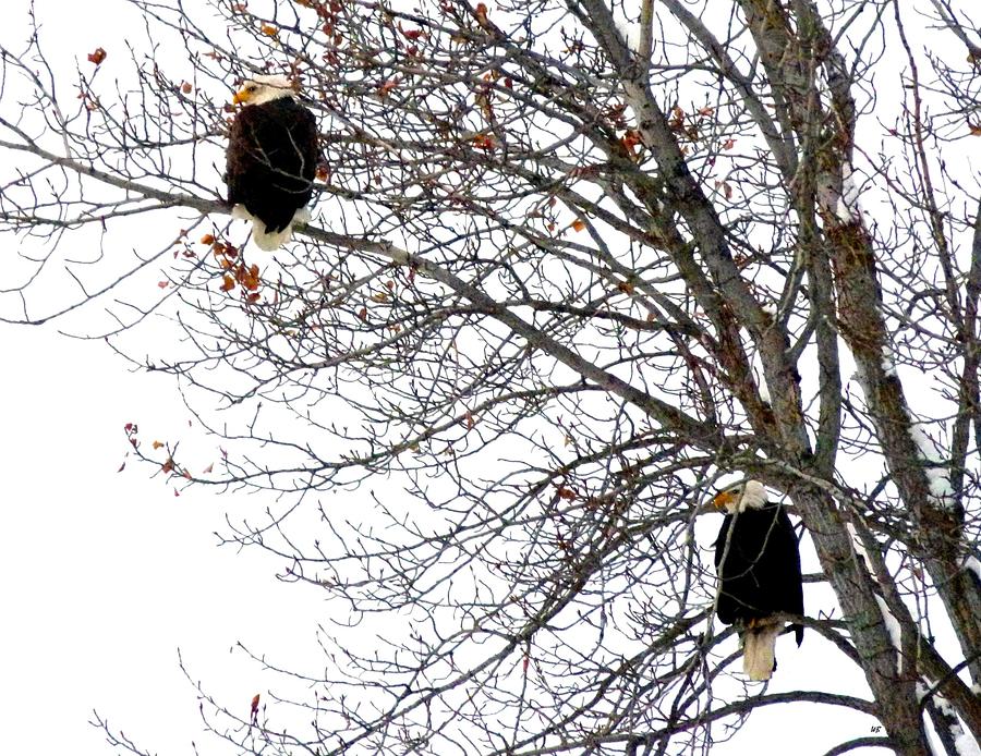 Bald Eagle Pair Photograph by Will Borden