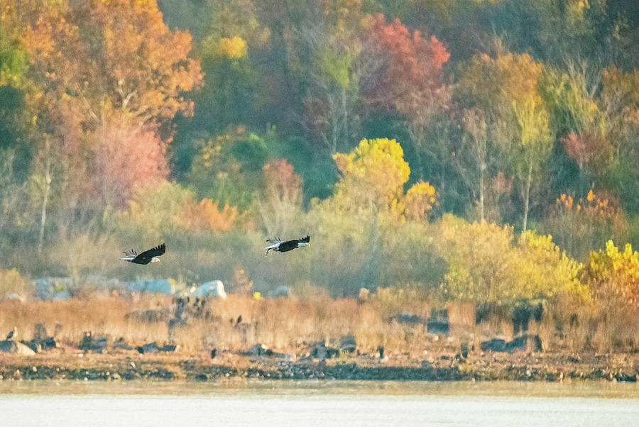 Bald Eagle Pair with Fish and Foliage Photograph by Jeff at JSJ Photography