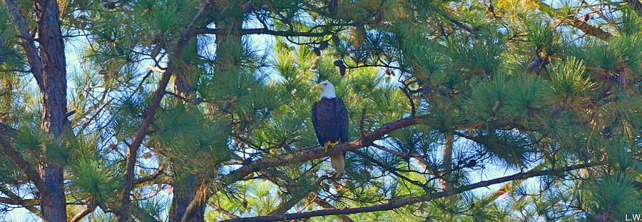Bald Eagle Panorama Photograph by Lisa Wooten