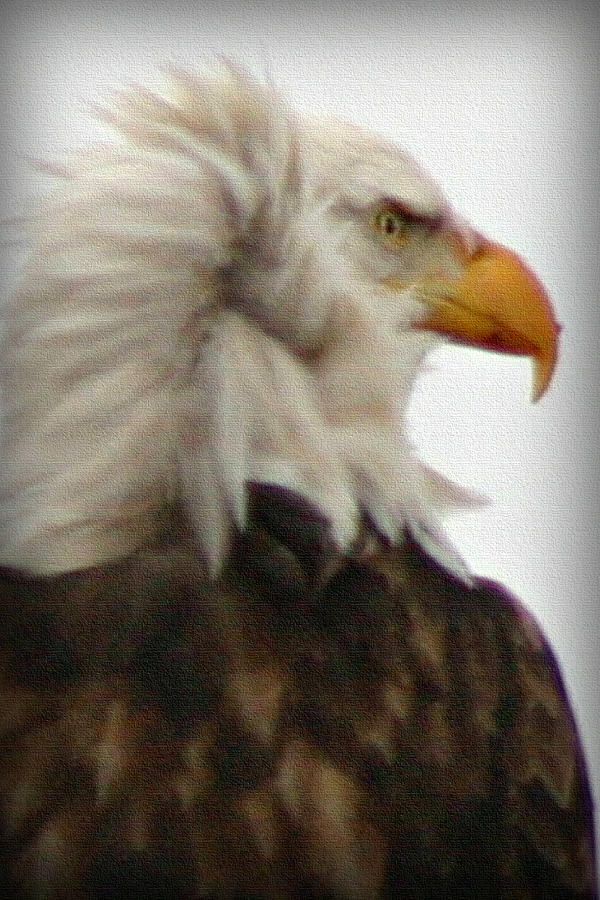 Bald Eagle Photograph by Patricia Montgomery