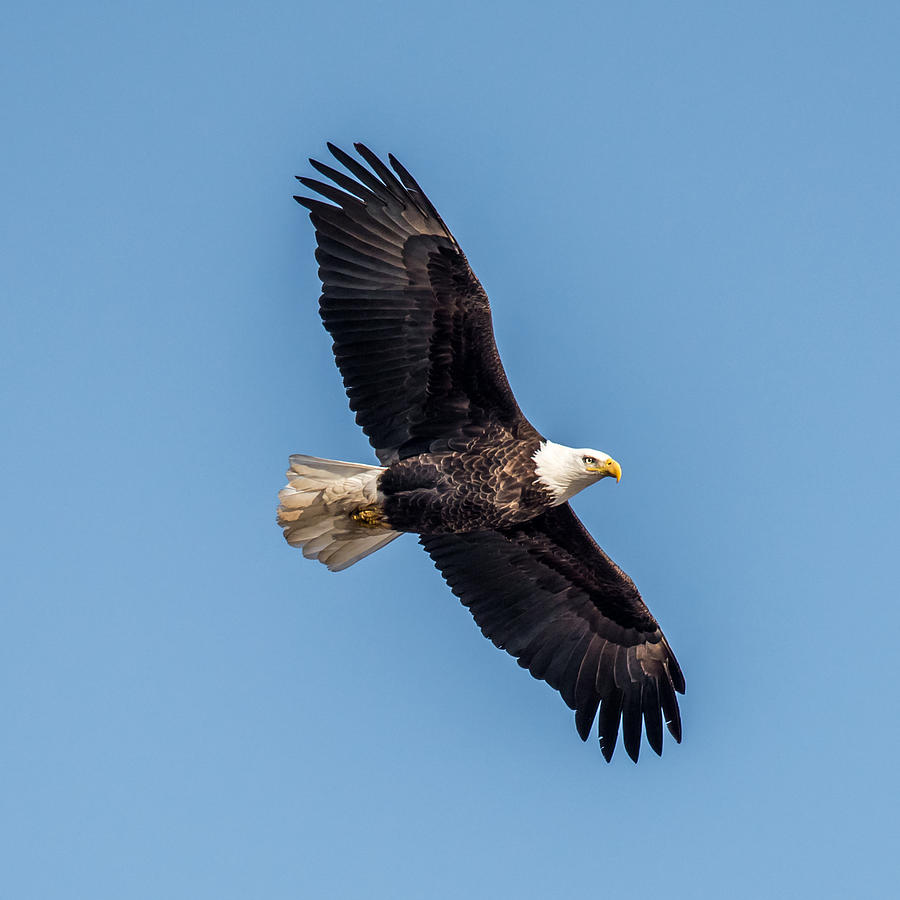 Eagle Photograph - Bald Eagle by Paul Freidlund