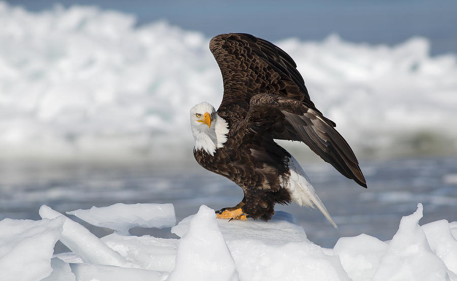 Bald Eagle Peace Photograph by Mash Mashaghati - Pixels