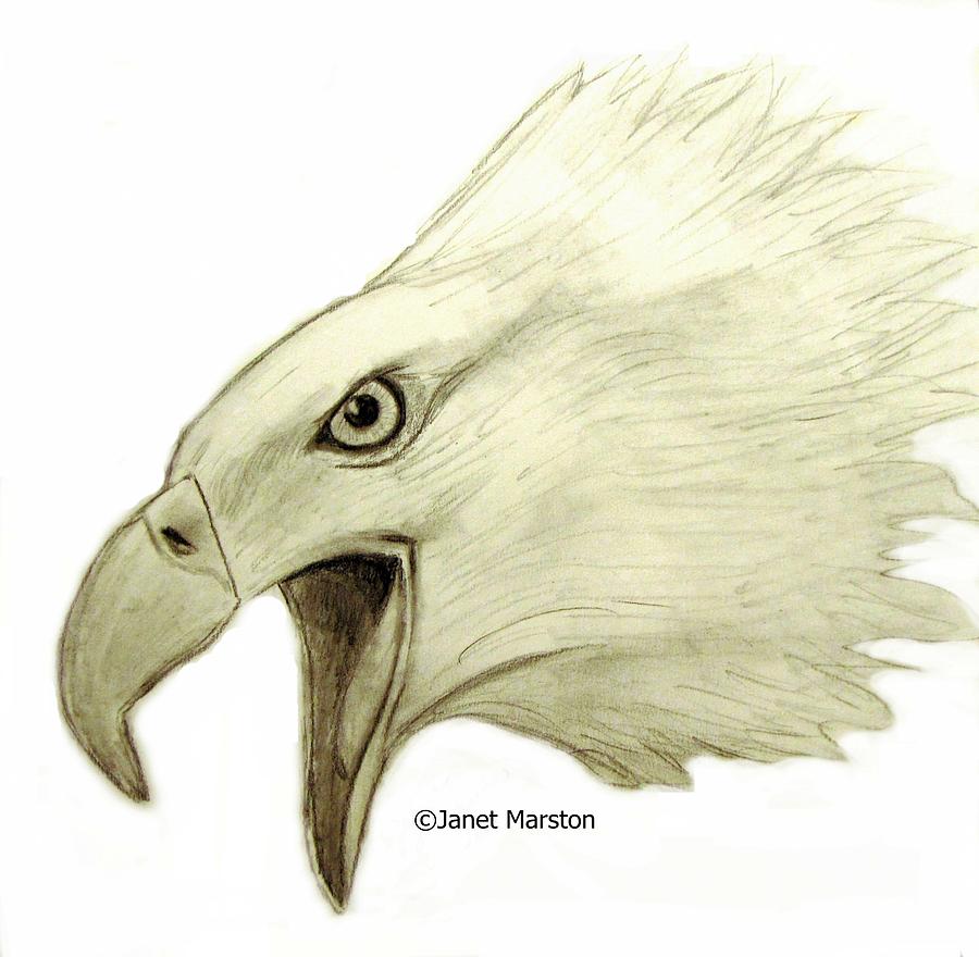 Bald Eagle Pencil Drawing Drawing by Janet Marston