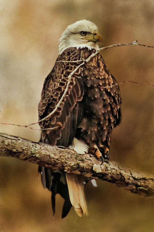 Bald Eagle Perch Digital Art by TnBackroadsPhotos