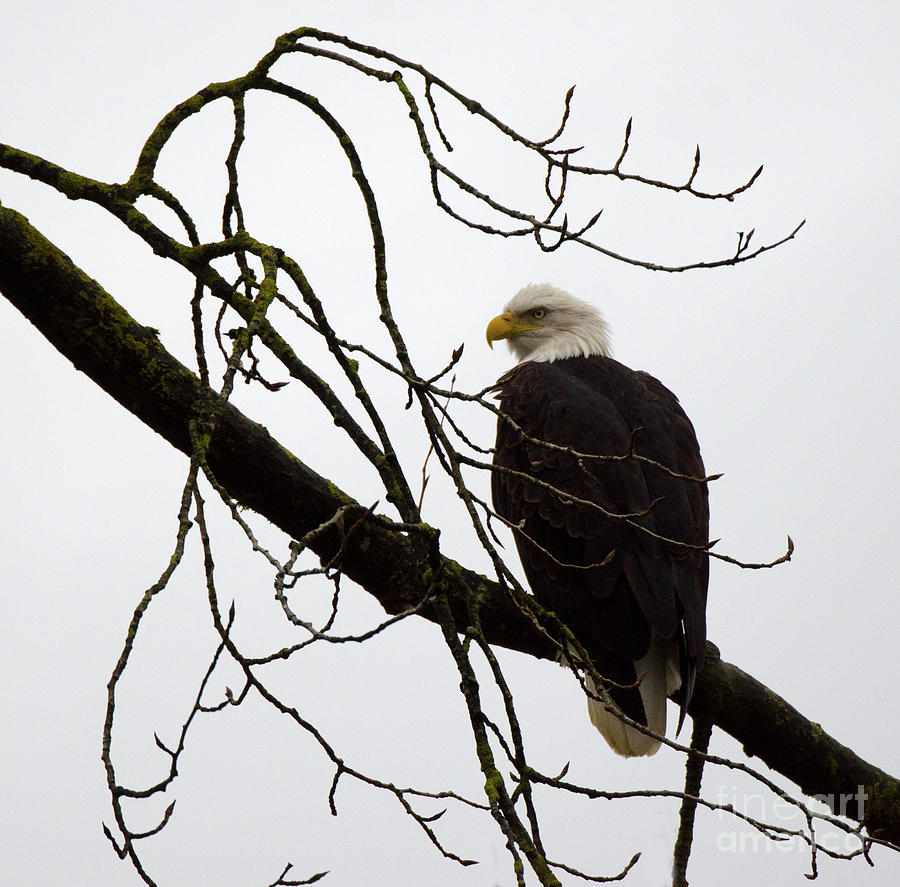 Bald Eagle Perched Photograph by Bob Christopher