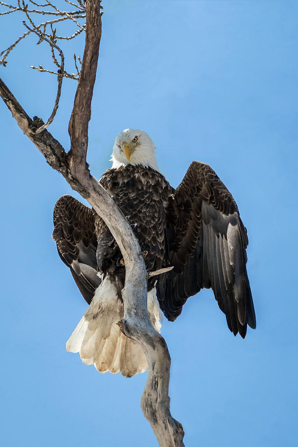 Bald Eagle Perched High Photograph by Patti Deters
