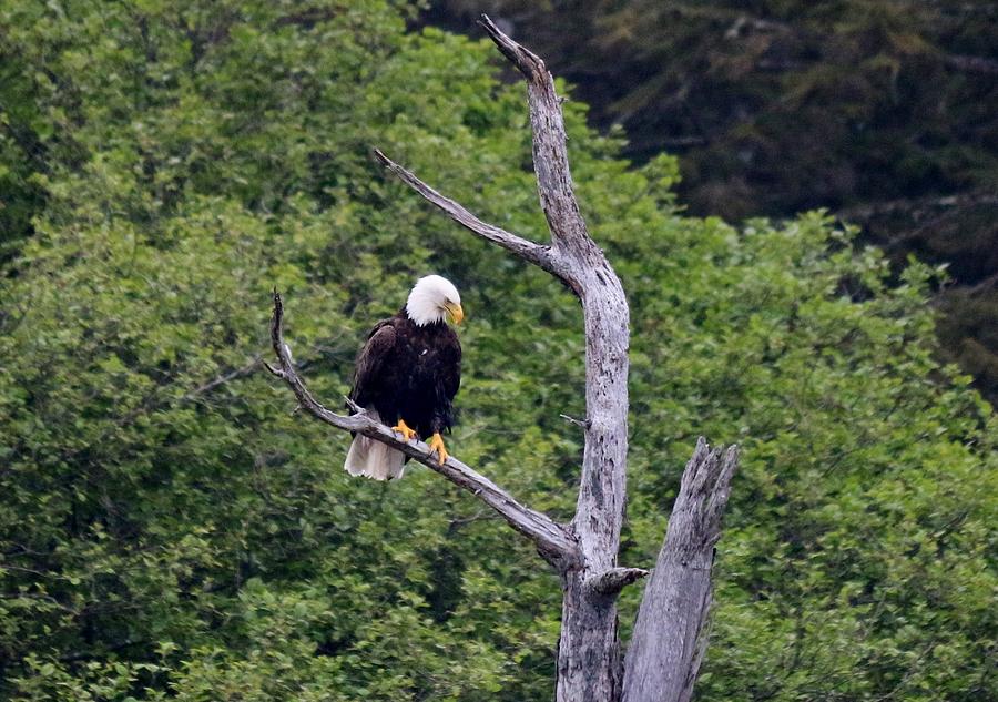 Bald Eagle Perched in Tree Photograph by Christy Pooschke