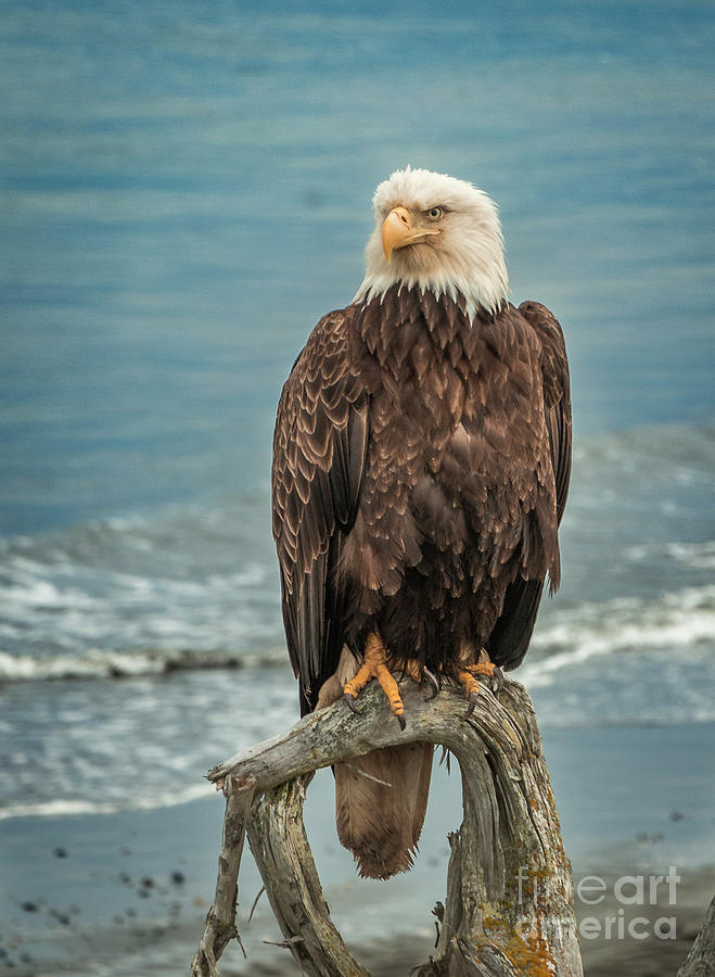 Bald Eagle Perched On Driftwood At The Beach Photograph