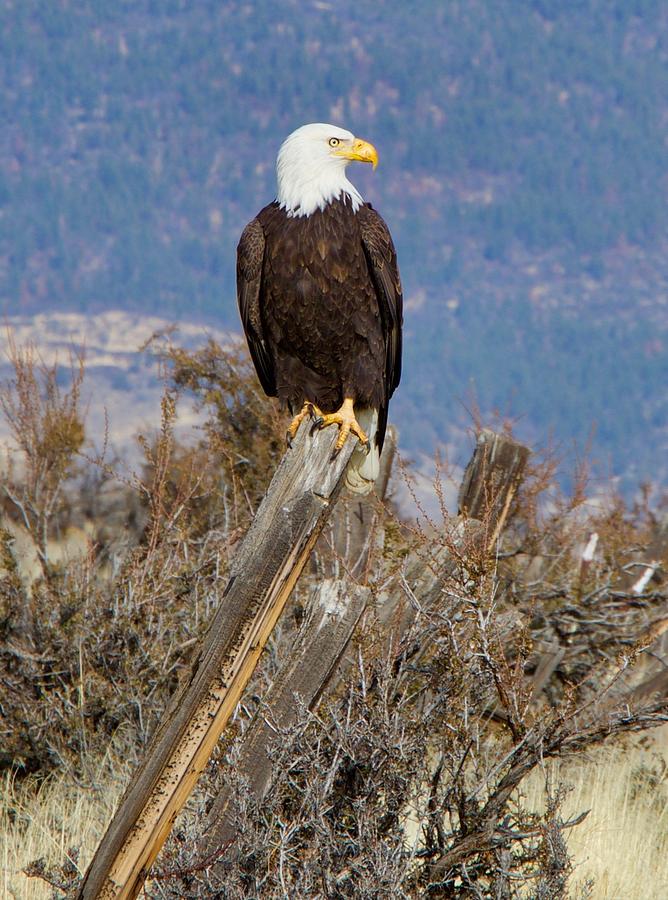 Bald Eagle Perched Photograph by Randy Robbins