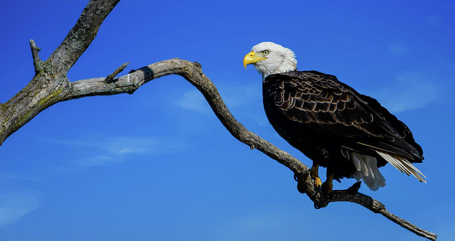 Bald eagle perched Photograph by Sam Rino