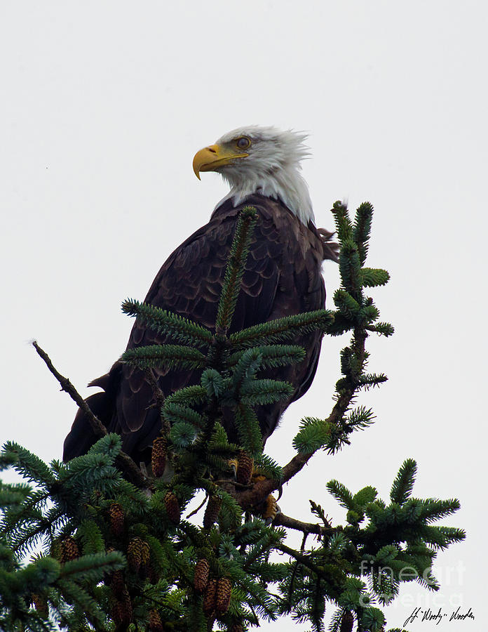 Bald Eagle Perched-Signed-#1243 Photograph by J L Woody Wooden