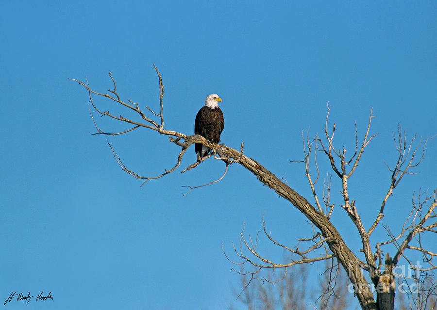 Bald Eagle Perched-Signed-#2304 Photograph by J L Woody Wooden