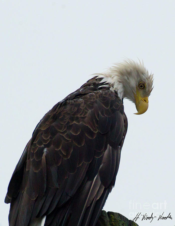 Bald Eagle Perched-Signed-#2547 Photograph by J L Woody Wooden