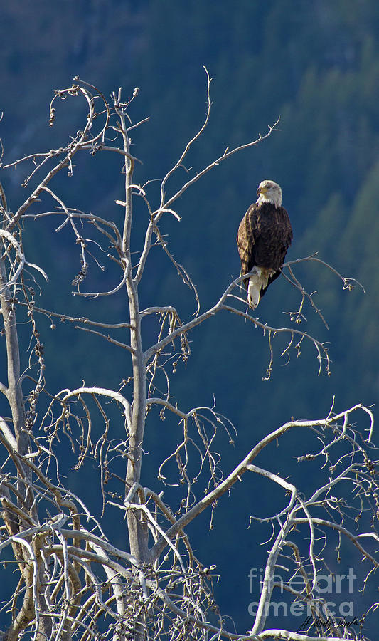 Bald Eagle Perched-Signed-#5543 Photograph by J L Woody Wooden