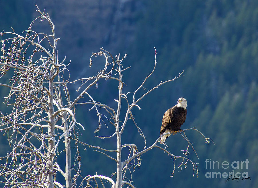 Bald Eagle Perched-Signed-#5556 Photograph by J L Woody Wooden