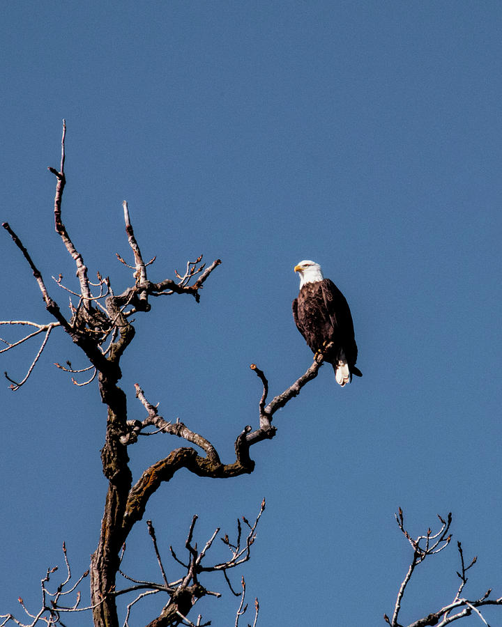 Eagle Photograph - Bald Eagle by Phyllis Taylor