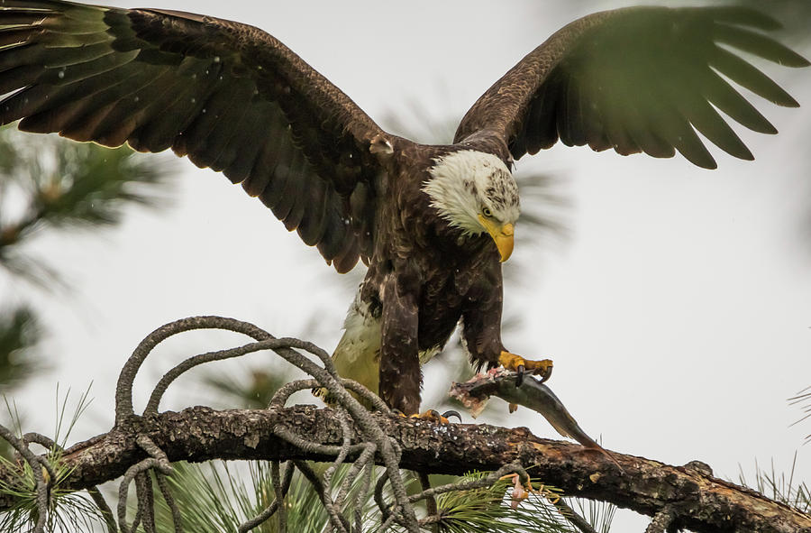 Bald Eagle Picking Up Fish Photograph by Marc Crumpler