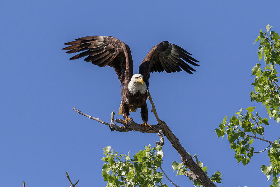 Bald Eagle Poised For Launch Photograph