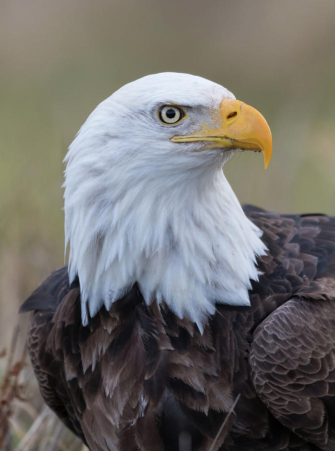 Bald Eagle Portrait 2 Photograph by Angie Vogel