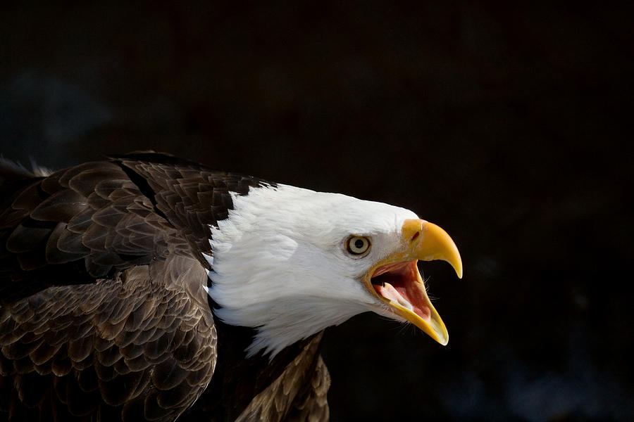 Eagle Photograph - Bald Eagle Portrait 2 by Laurie With