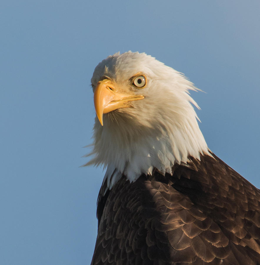 Bald Eagle Portrait Photograph by Angie Vogel