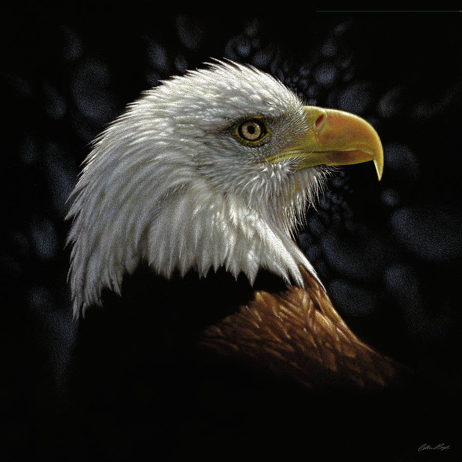 Bald Eagle Portrait Painting by Collin Bogle