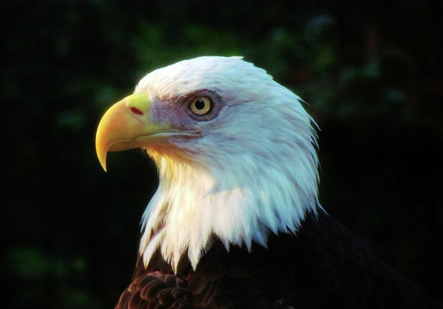 Bald Eagle Portrait Photograph by Cynthia Guinn