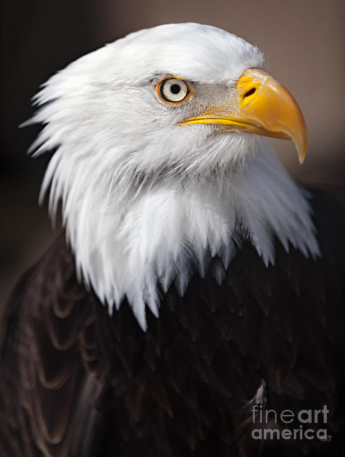 Bald Eagle Portrait Photograph by David Millenheft