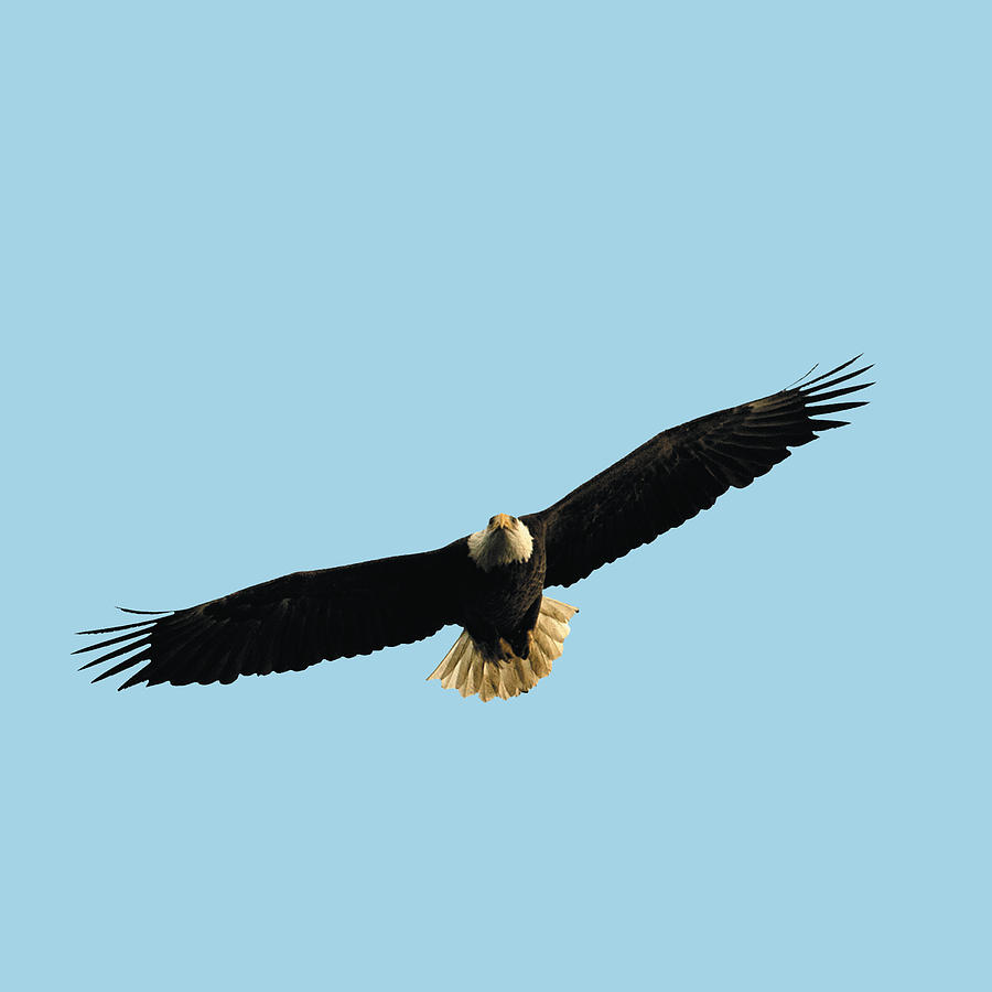Bald Eagle Portrait Flying Photograph by William Bitman