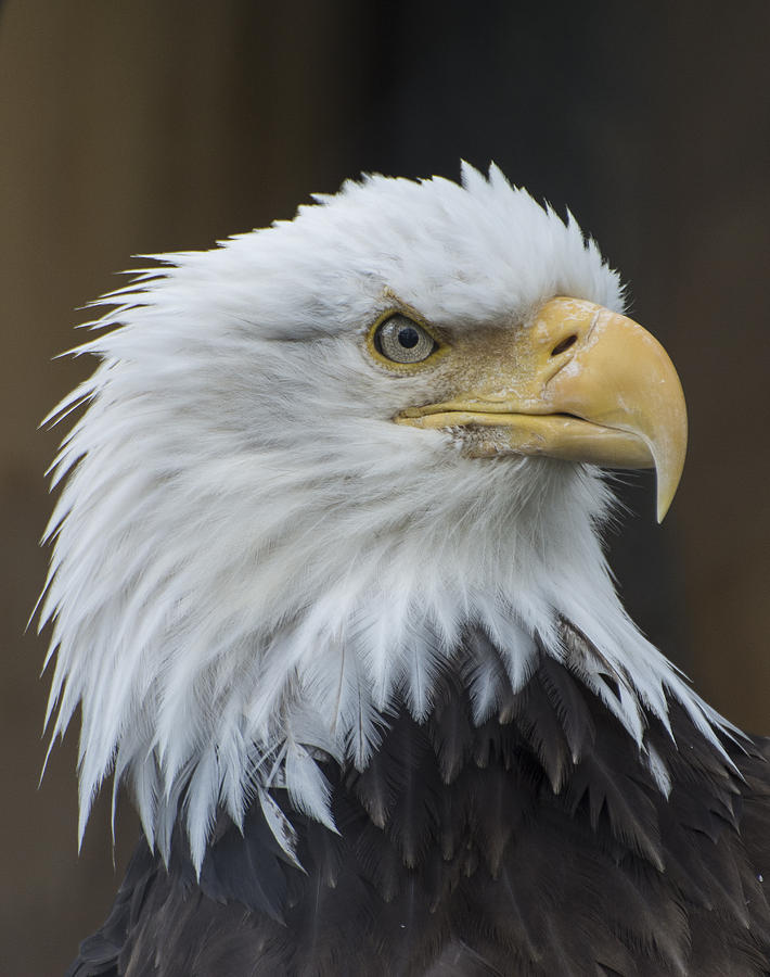 Bald Eagle Portrait Photograph by Gary Lengyel - Fine Art America