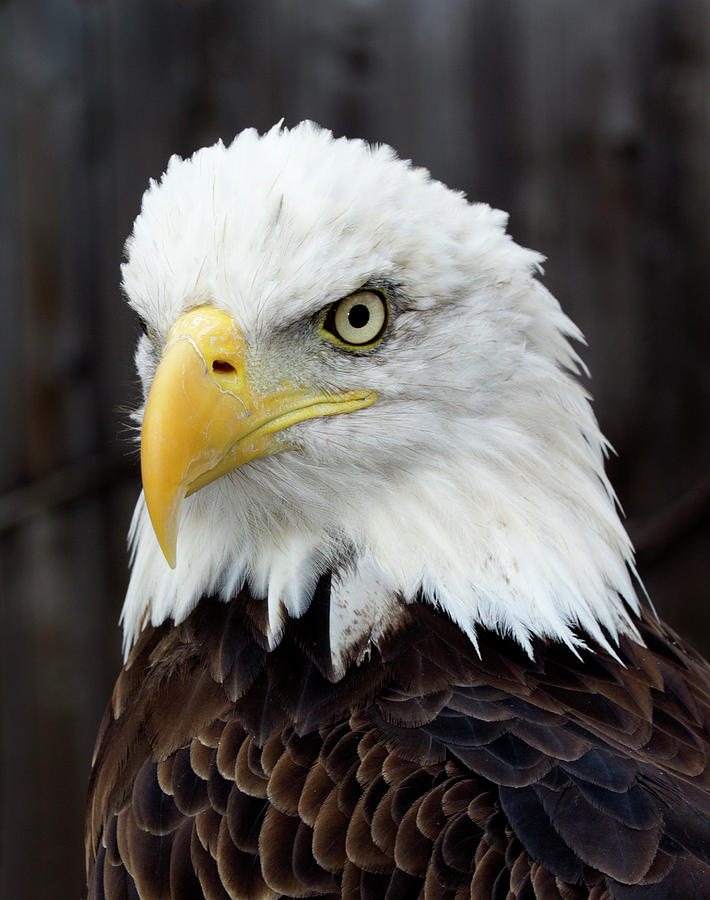 Bald Eagle Portrait Photograph by George Sanquist - Pixels