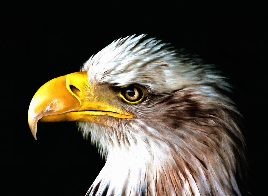 Feather Photograph - Bald Eagle Portrait by Georgiana Romanovna