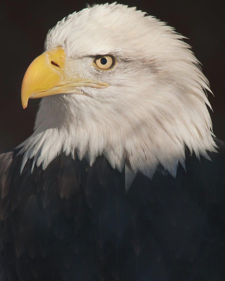 Bald Eagle Portrait Photograph by Harry Strharsky