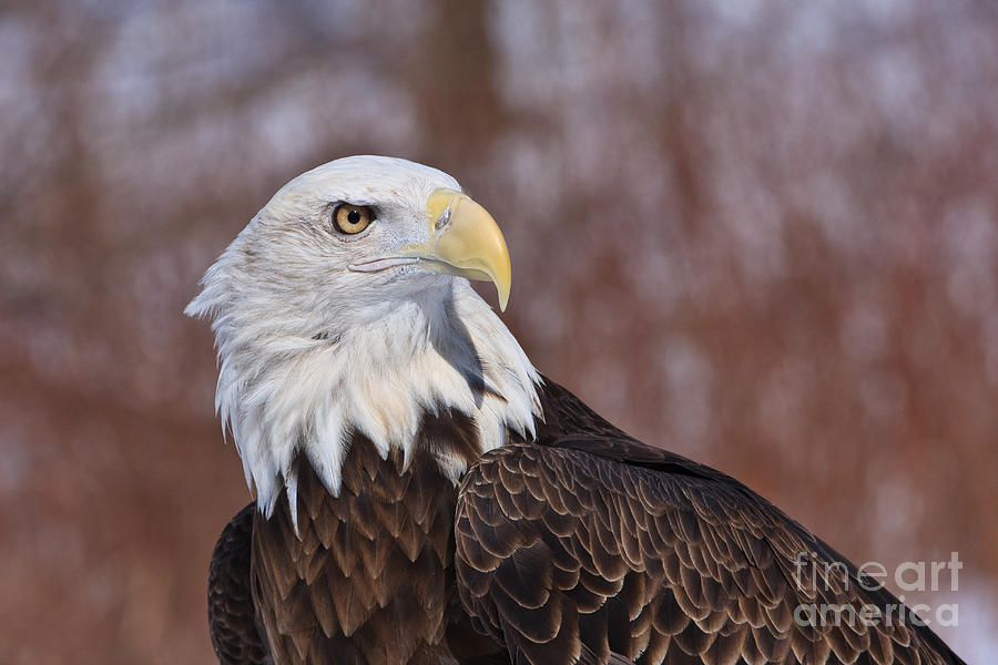 Bald Eagle Portrait Photograph by Jennifer Ludlum