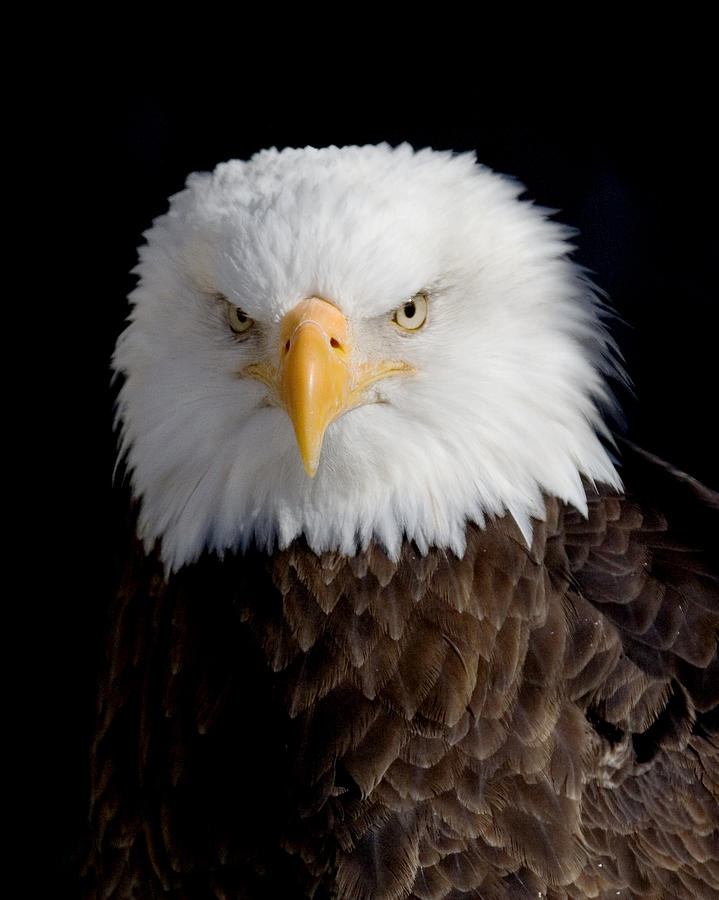 Bald Eagle Portrait Photograph by Laurie With