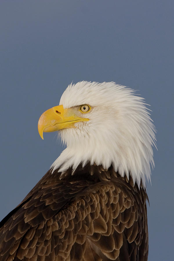 Bald Eagle Portrait Photograph by Mark Miller