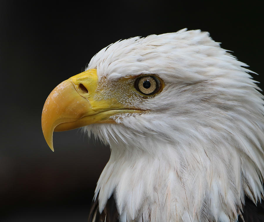 Bald Eagle Portrait Photograph By Matt King - Fine Art America