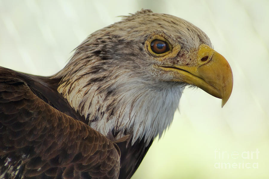 Bald Eagle Portrait Photograph by Olga Hamilton