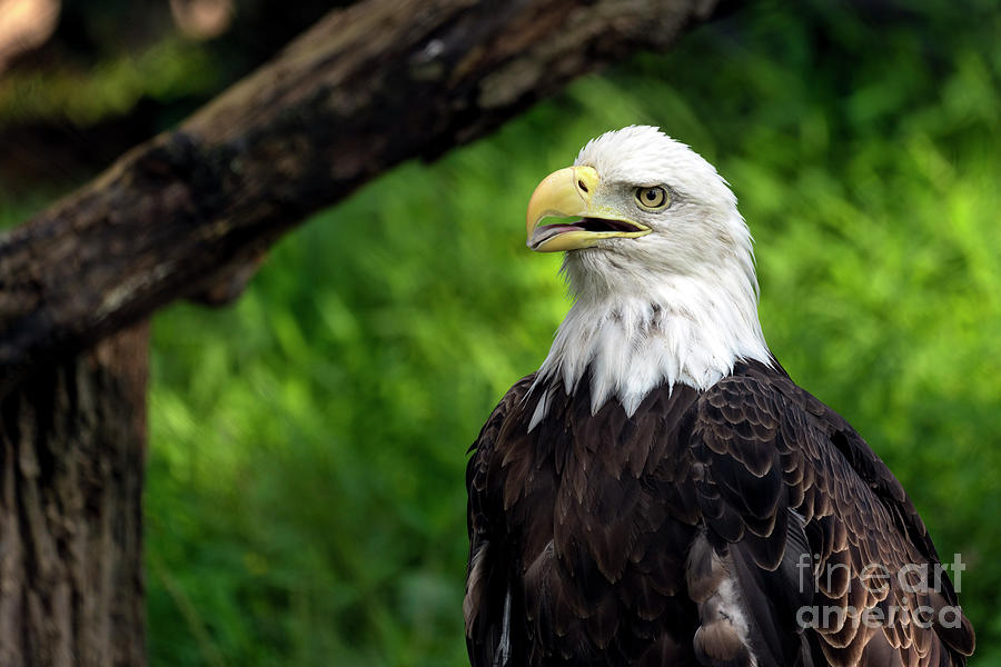 Bald eagle portrait Photograph by Sam Rino