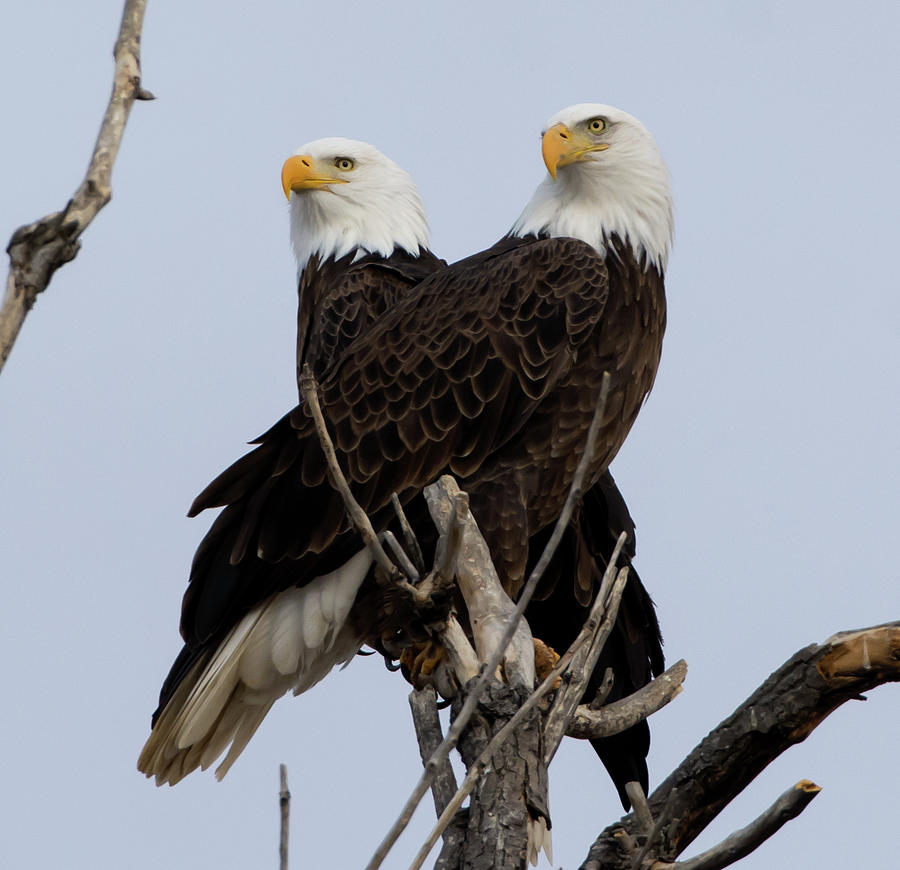 Bald Eagle Portrait Photograph