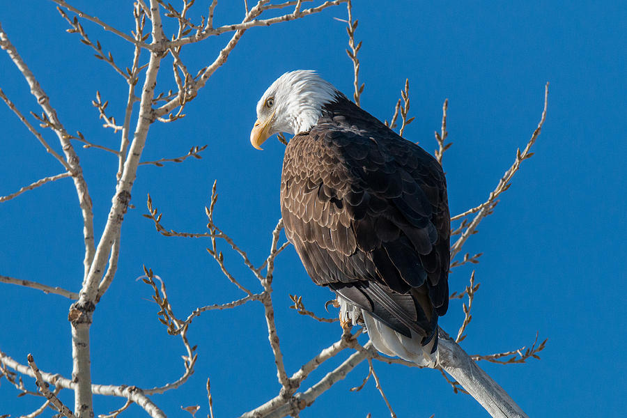 Bald Eagle Poses High Photograph by Tony Hake - Fine Art America